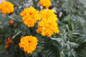 アフリカンマリーゴールド