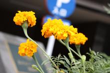 アフリカンマリーゴールド