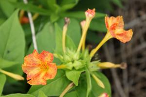 オシロイバナ(黄、オレンジ)