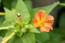 オシロイバナ(黄、オレンジ)