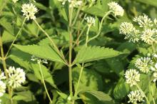 フジバカマ(藤袴)