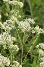 フジバカマ(藤袴)