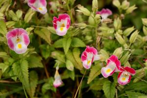 トレニア(ピンク)