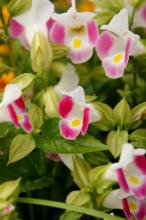 トレニア(ピンク)