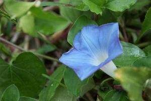 アメリカアサガオ