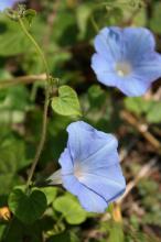 アメリカアサガオ