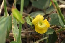 ノアズキ(野小豆)