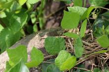 ノアズキ(野小豆)