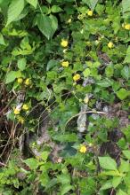 ノアズキ(野小豆)