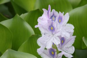 ホテイアオイ(布袋葵)