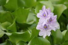 ホテイアオイ(布袋葵)