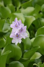 ホテイアオイ(布袋葵)