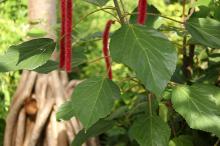 ベニヒモノキ(紅紐の木)