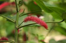 ベニヒモノキ(紅紐の木)