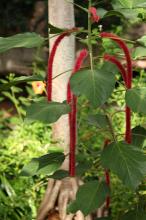 ベニヒモノキ(紅紐の木)