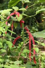 ベニヒモノキ(紅紐の木)