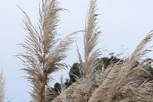 パンパスグラス