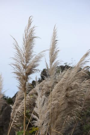 パンパスグラス