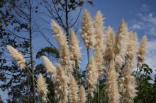 パンパスグラス