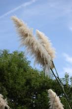 パンパスグラス