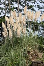 パンパスグラス