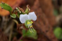 シロバナツユクサ(白花露草)