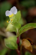 シロバナツユクサ(白花露草)