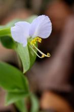 シロバナツユクサ(白花露草)