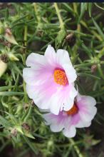 マツバボタン(松葉牡丹)