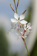 ハクチョウソウ(白蝶草)