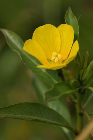 ミズキンバイ(水金梅)