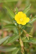 ミズキンバイ(水金梅)