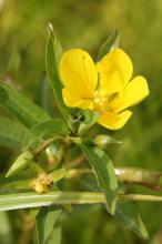 ミズキンバイ(水金梅)