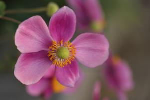 シュウメイギク(秋明菊)