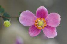 シュウメイギク(秋明菊)