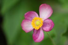 シュウメイギク(秋明菊)