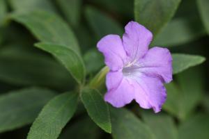 ルエリア・キリオサ