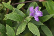 ルエリア・キリオサ