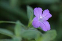 ルエリア・キリオサ