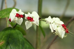 ゲンペイカズラ(源平葛)