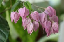 ゲンペイカズラ(源平葛)