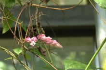 ゲンペイカズラ(源平葛)