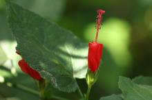 ヒメフヨウ(姫芙蓉)