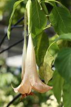 キダチチョウセンアサガオ(ダチュラ)