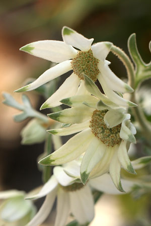 フランネルフラワー