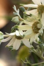 フランネルフラワー