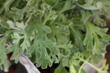 フランネルフラワー