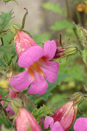 レーマニア・エラータ