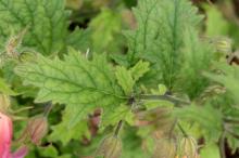 レーマニア・エラータ