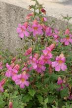 レーマニア・エラータ